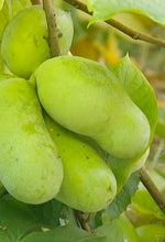 Load image into Gallery viewer, PREORDER Pawpaw Tree
