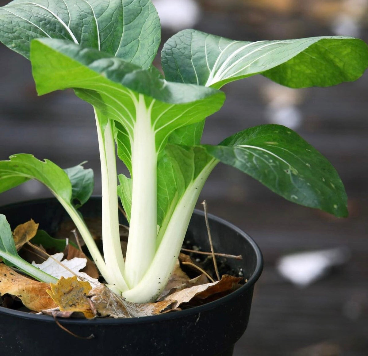 A pak choi plant with white stalks growing in a small black pot.