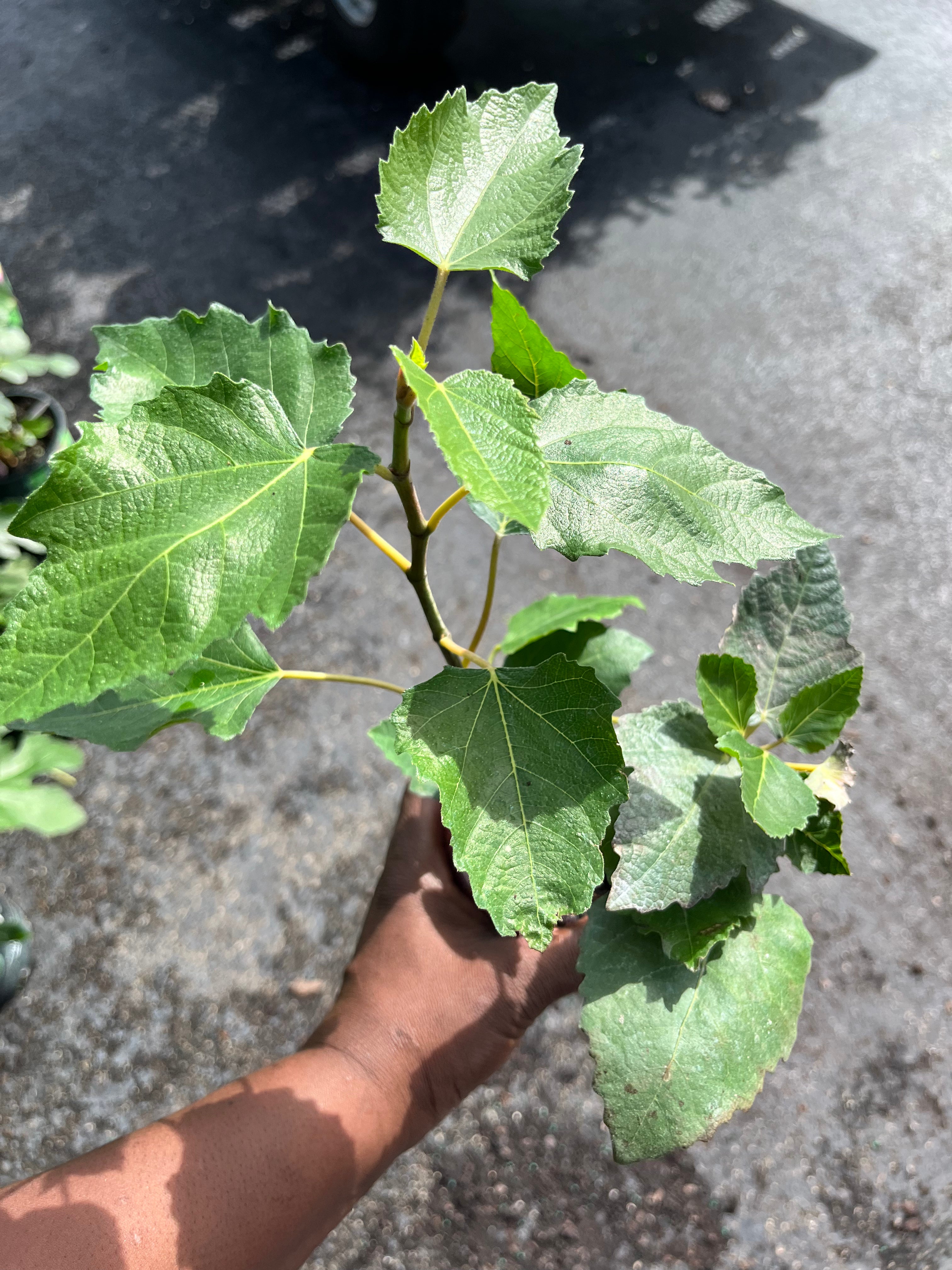A potted fig starter with broad lobed green leaves held outdoors.