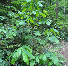 Load image into Gallery viewer, PREORDER Pawpaw Tree
