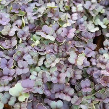 Load image into Gallery viewer, Purple Gem Pak Choi Cabbage Seeds
