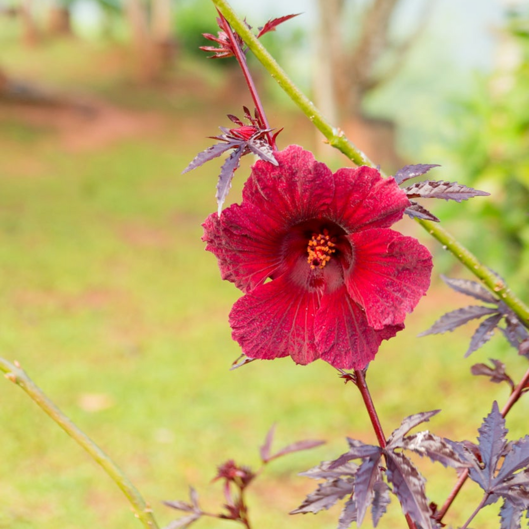 PREORDER Cranberry Hibiscus Roselle