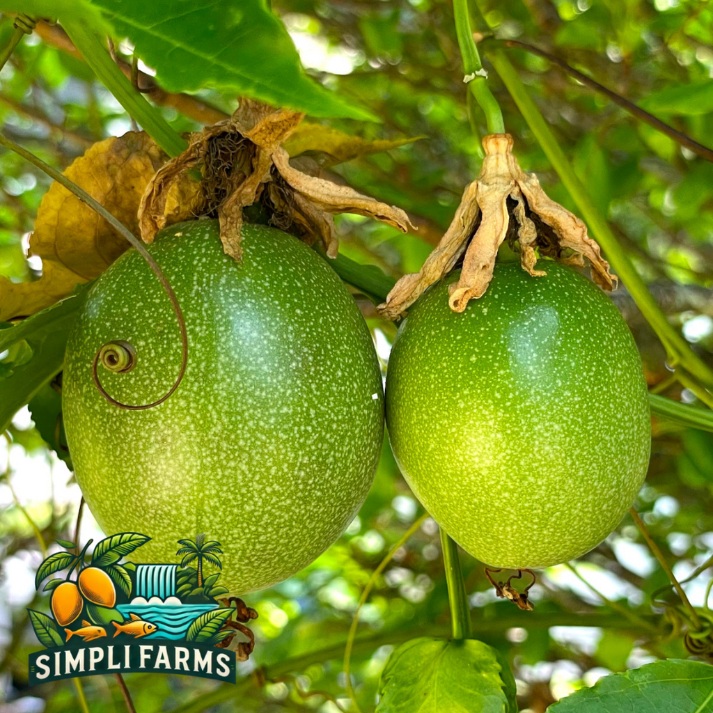 Two green passion fruits hanging among vine leaves.