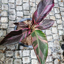 Cargar imagen en el visor de la galería, Pink Variegated Banana ‘No No’ Culture Live Plant (SUPER RARE) - Plant and Heal
