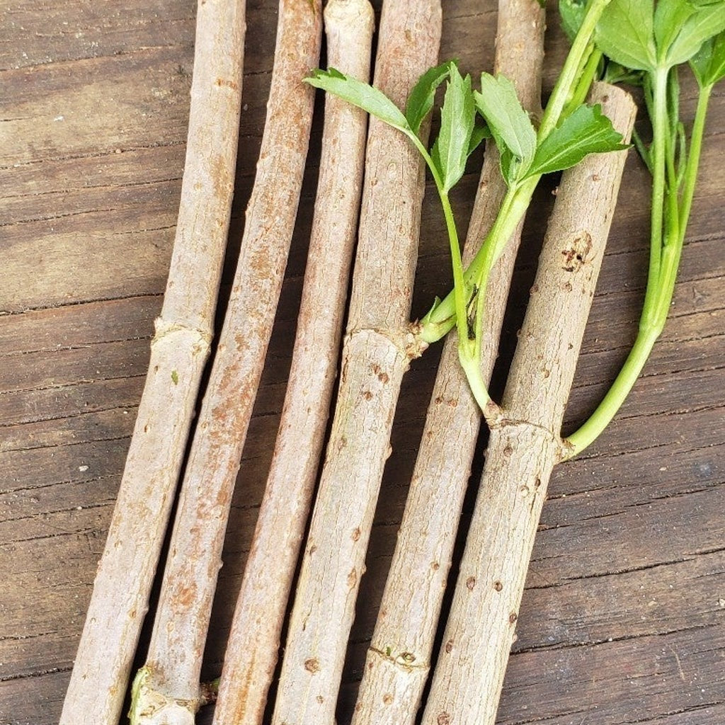 Elderberry stem cuttings with fresh green shoots on a wooden surface.