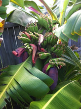 Cargar imagen en el visor de la galería, Double Mahoi Live Banana Plant - Plant and Heal
