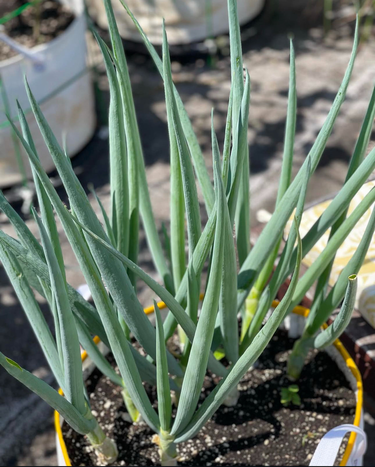 Young Ishikira Winter Long bunching onions spaced around a container of soil.