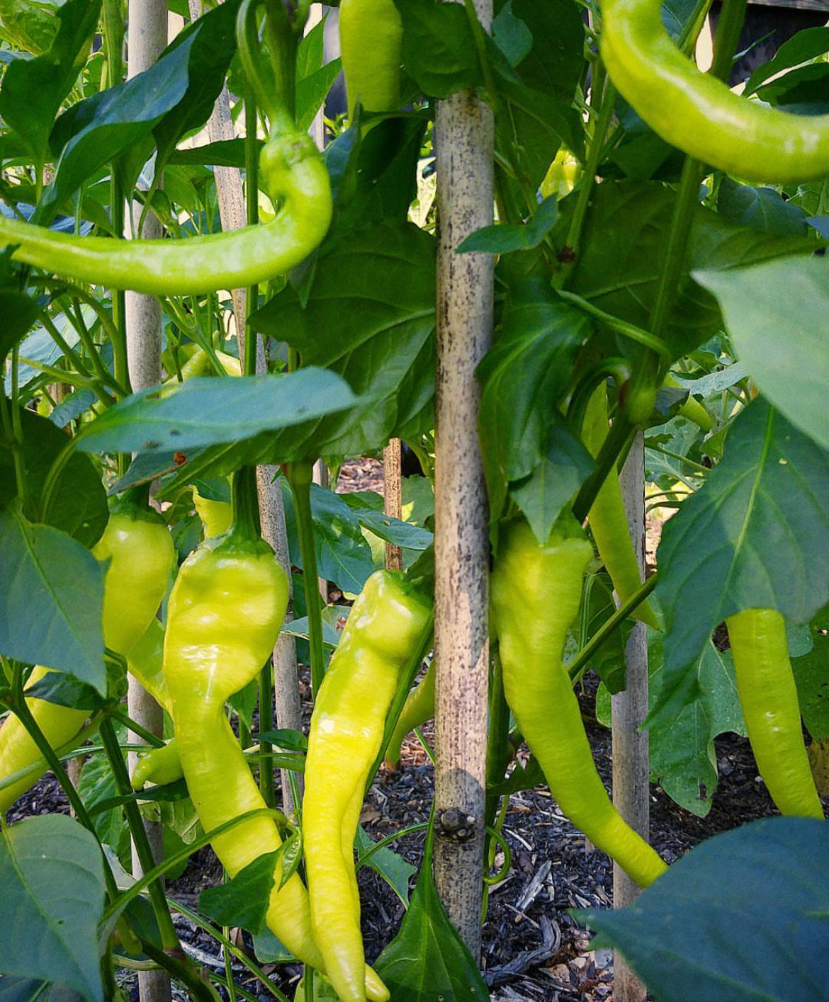 Long light green peppers growing on a leafy staked plant.