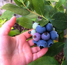 Load image into Gallery viewer, Hand holding a cluster of blueberries with green leaves in the background
