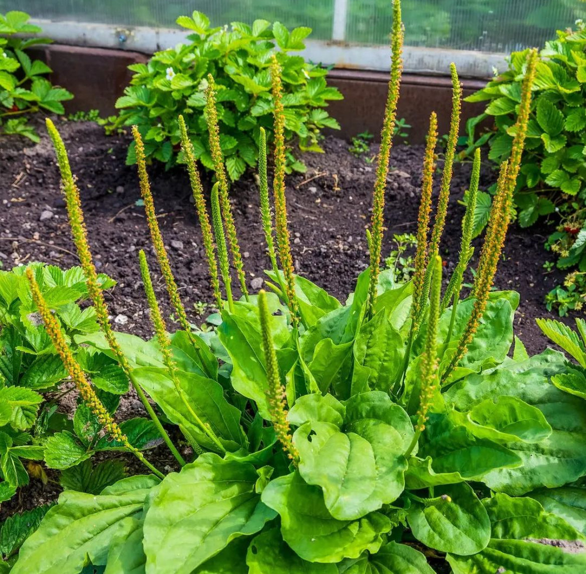 Plantain growing in a raised bed with broad leaves and upright spikes.