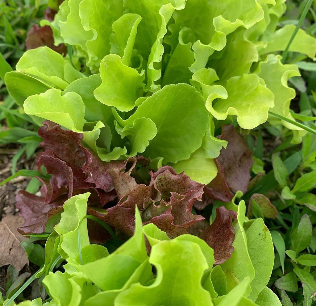 Bright green and burgundy lettuces with wavy leaf edges.