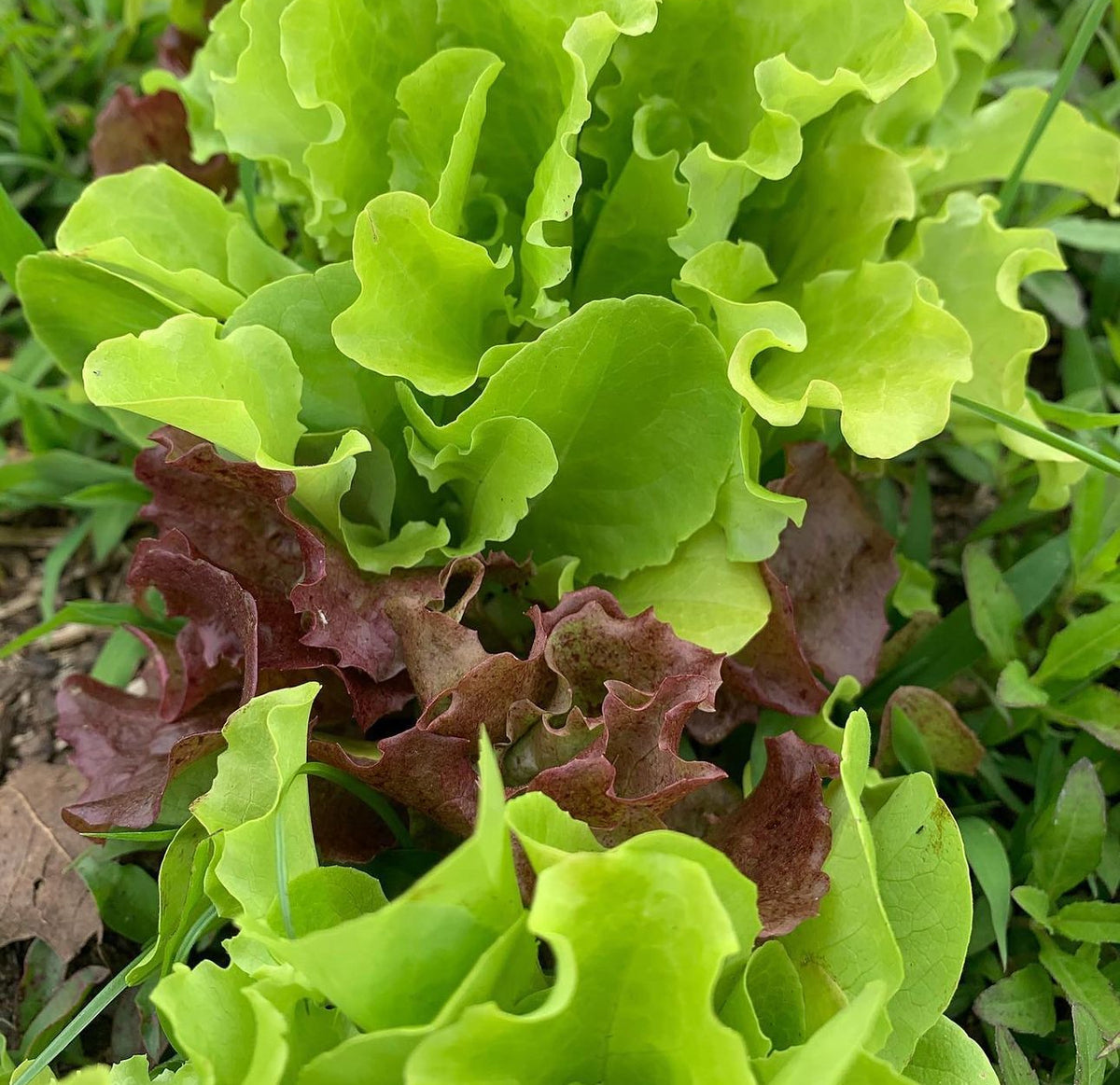 Bright green and burgundy lettuces with wavy leaf edges.