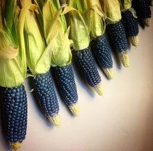 Cargar imagen en el visor de la galería, Miniature Blue Popcorn Seeds - Plant and Heal
