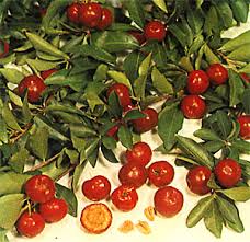 Red Barbados cherries, leafy branches, and a cut fruit on a pale surface.