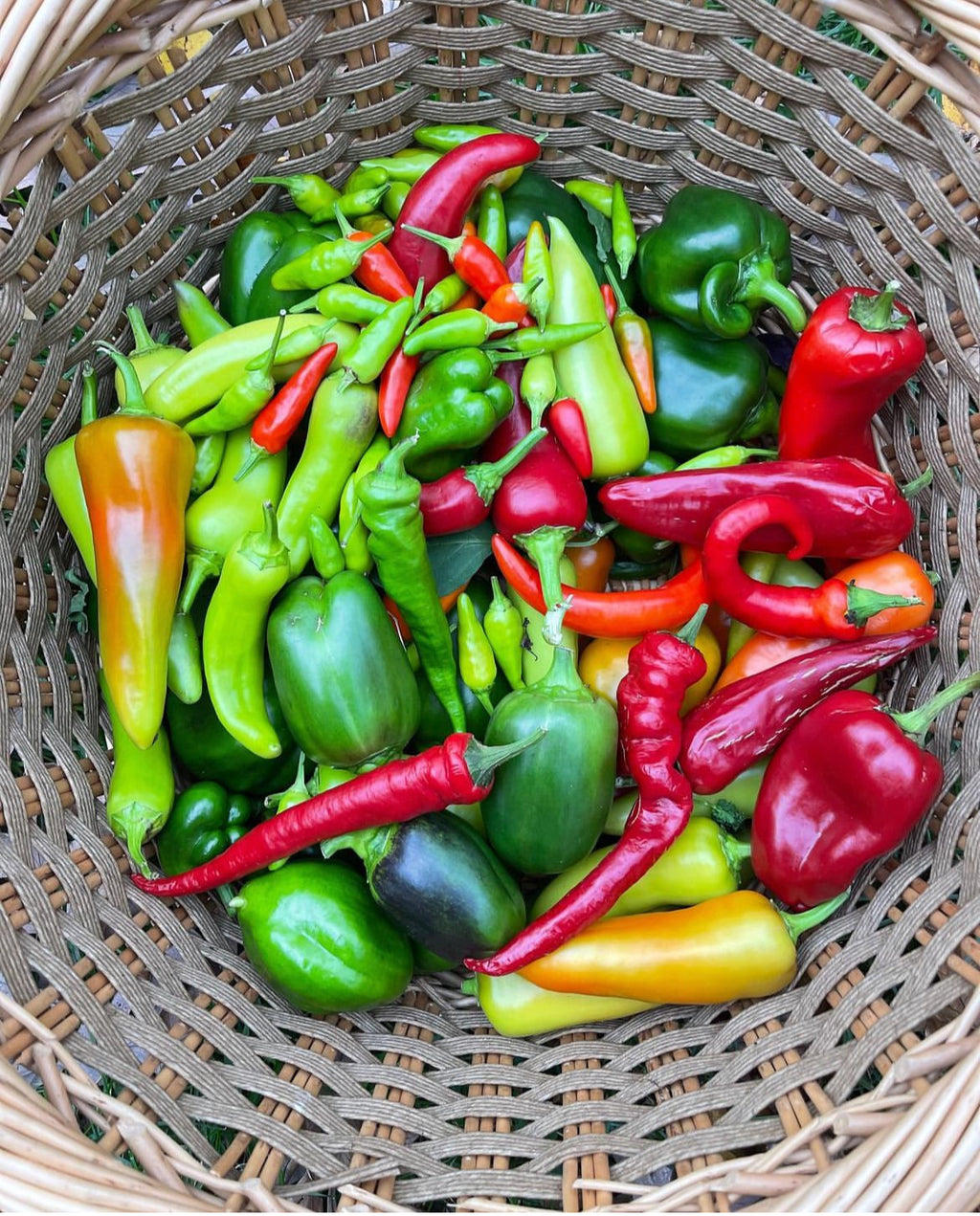 A wicker basket filled with red, yellow, and green peppers of assorted shapes — from BlackOwnedSeeds.com.
