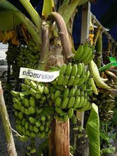 Cargar imagen en el visor de la galería, Double Mahoi Live Banana Plant - Plant and Heal
