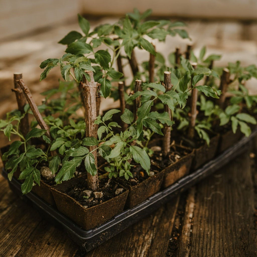 Rows of elderberry cuttings sprouting green leaves in small nursery pots.