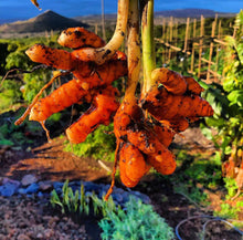 Load image into Gallery viewer, Rainbow Turmeric and Ginger Variety Mix - Plant and Heal
