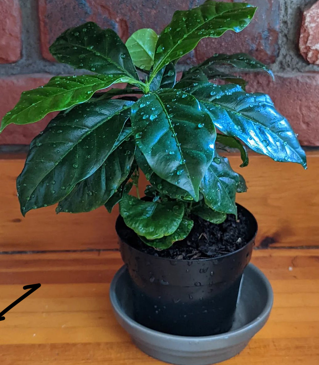 A small coffee plant in a black pot and saucer against a brick wall.