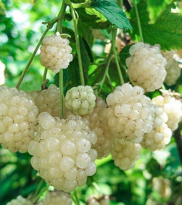 Close-up of white berries on a green plant