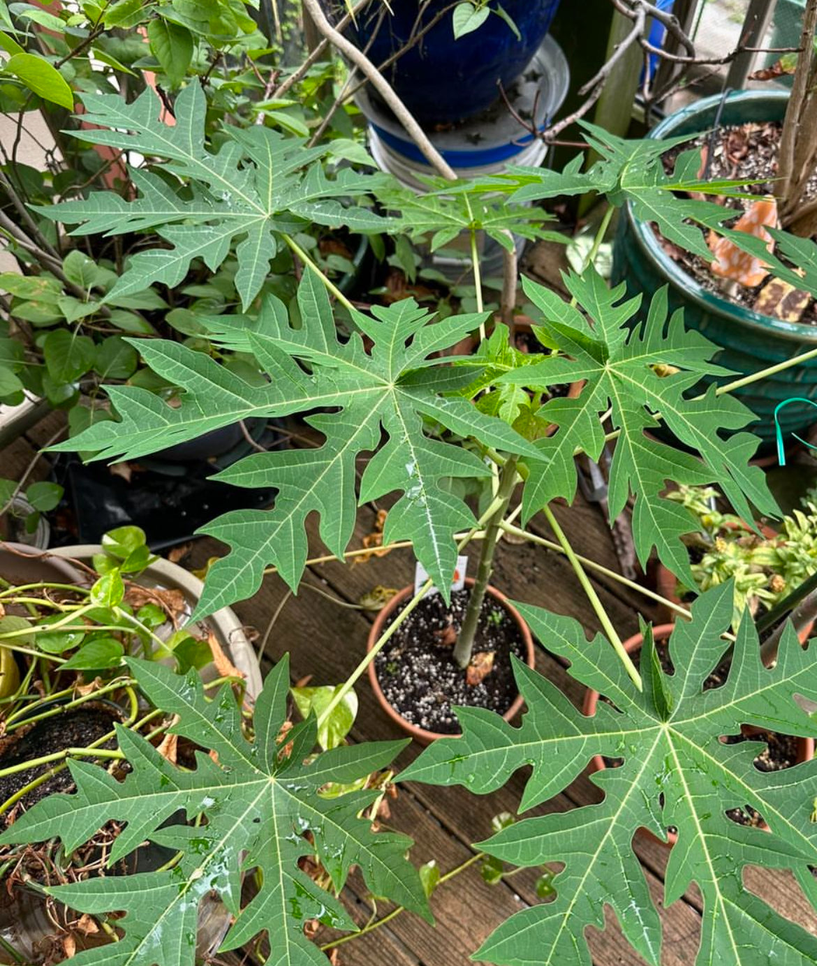 Young papaya plants with deeply lobed green leaves.