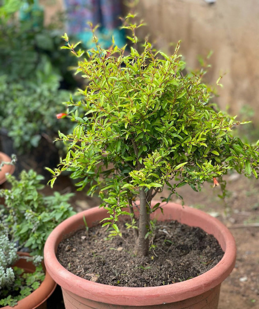A small leafy pomegranate shrub in a round terracotta pot.