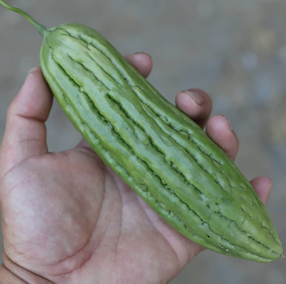 A hand holding a pale green bitter melon with lengthwise ridges.