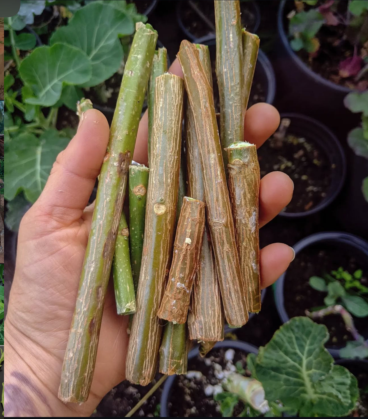 A hand holding a bundle of short woody chaya cuttings.