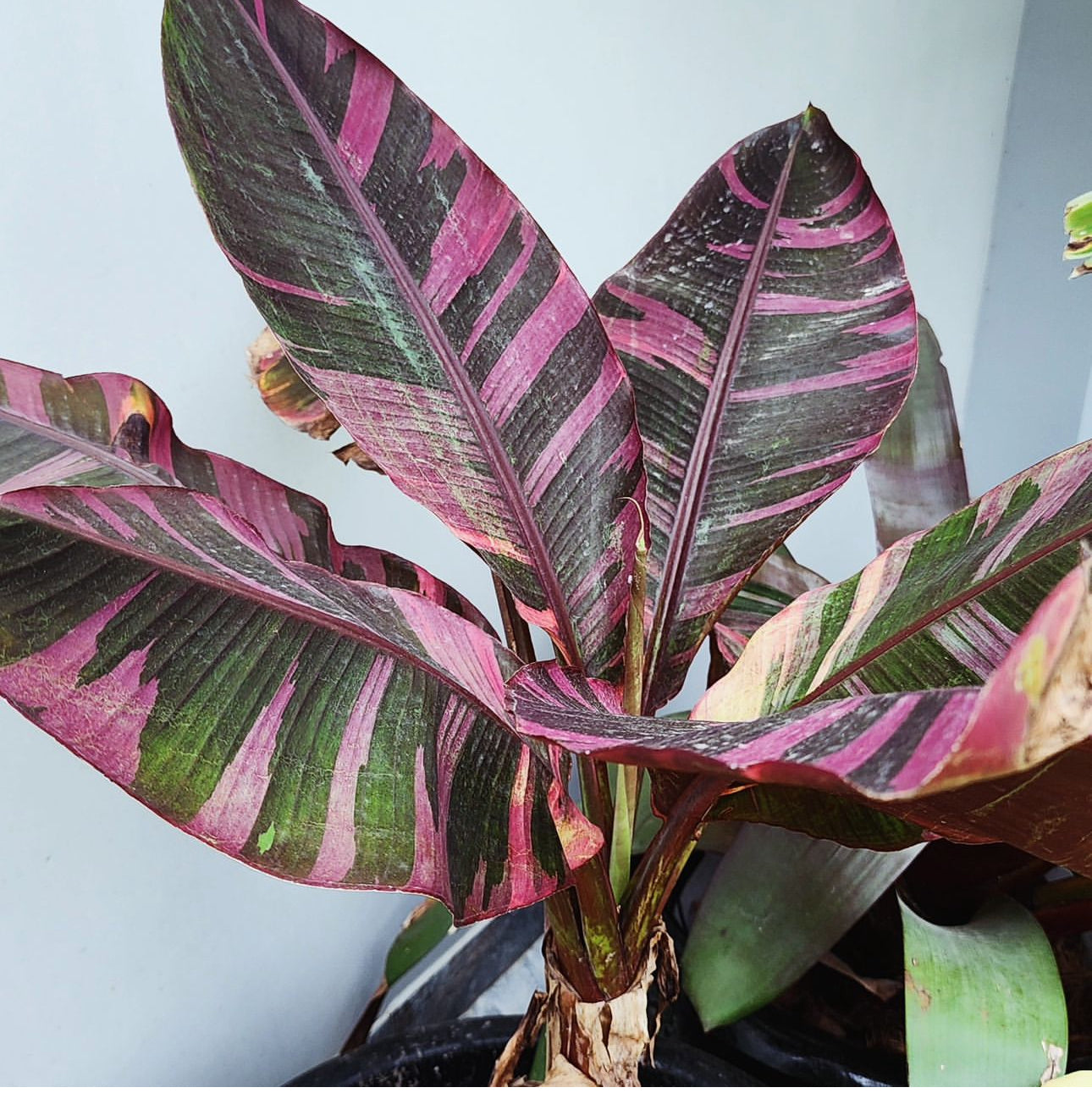 Banana Pink Musa 