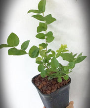 Load image into Gallery viewer, PREORDER Pink Lemonade Blueberry (Ship March 2026)
