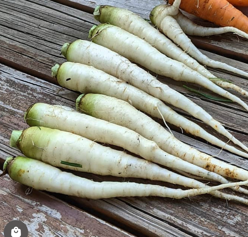 Long Lunar White carrots arranged on weathered wood beside an orange carrot — from BlackOwnedSeeds.com.