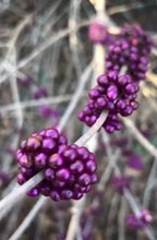 Load image into Gallery viewer, Beautyberry/ American Mulberry - Plant and Heal
