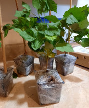 Load image into Gallery viewer, Small potted plants wrapped in clear plastic on a wooden surface
