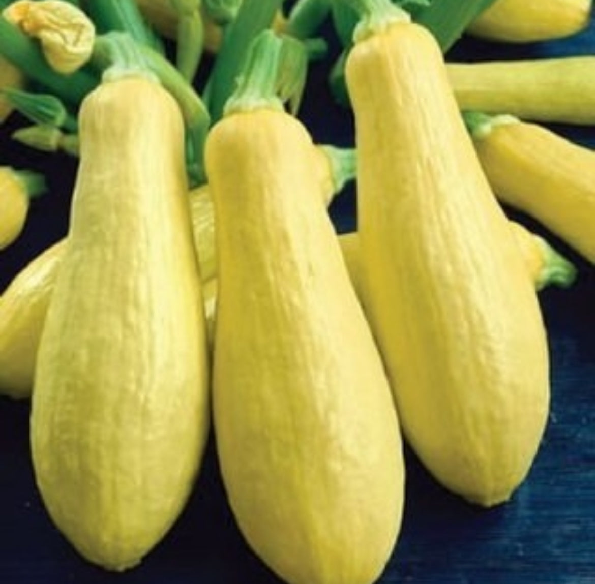Harvested pale yellow straightneck squash with green stems.
