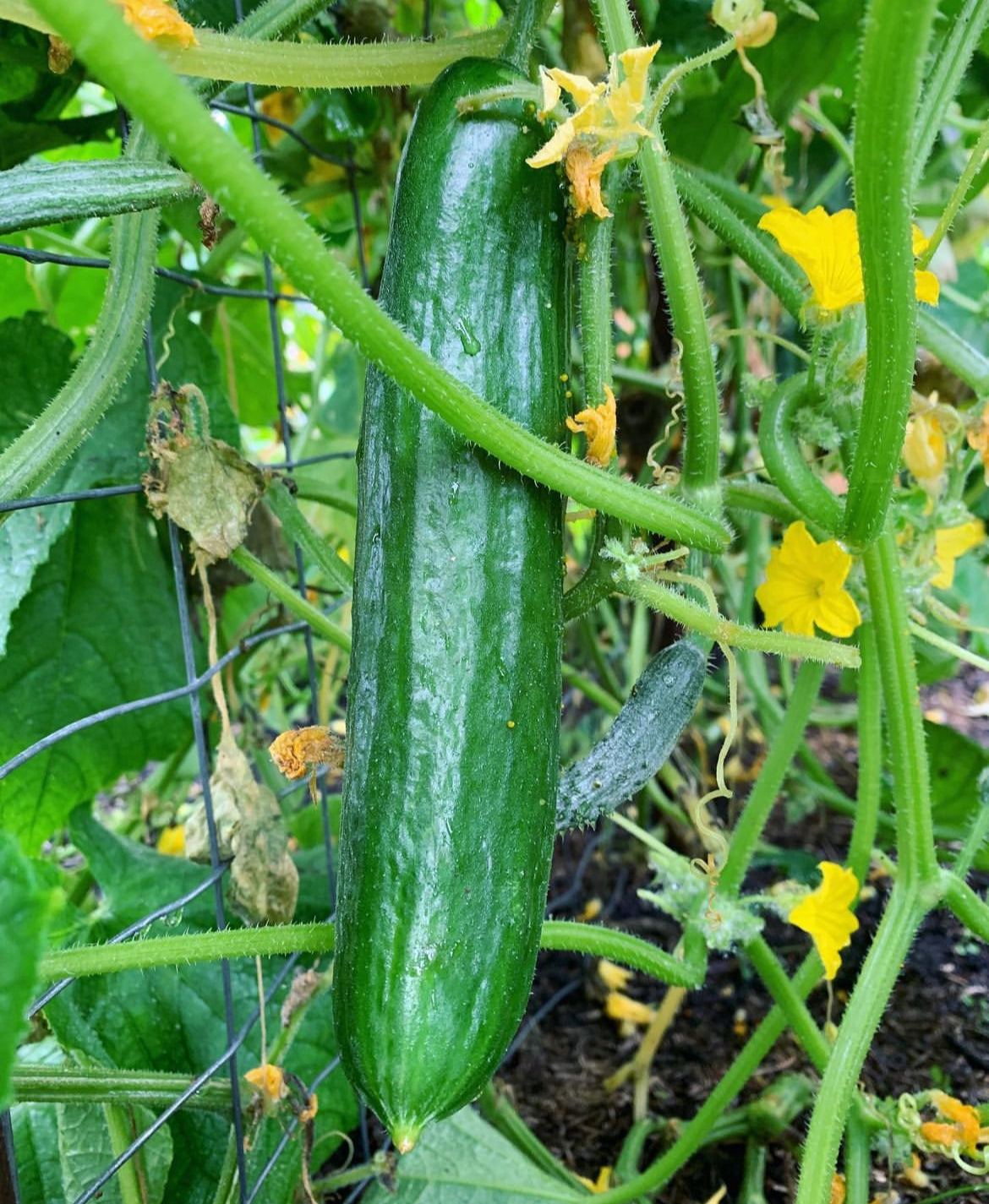 Long dark green Beit Alpha cucumbers hanging from vines with yellow flowers — from BlackOwnedSeeds.com.