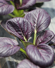 Load image into Gallery viewer, Purple Gem Pak Choi Cabbage Seeds
