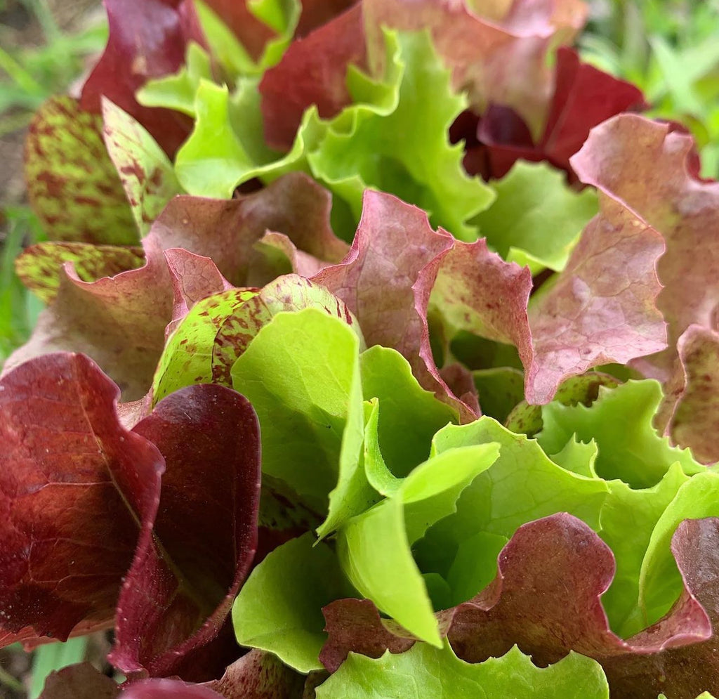 Heatwave lettuce mix with frilled green and reddish-brown leaves — from BlackOwnedSeeds.com.