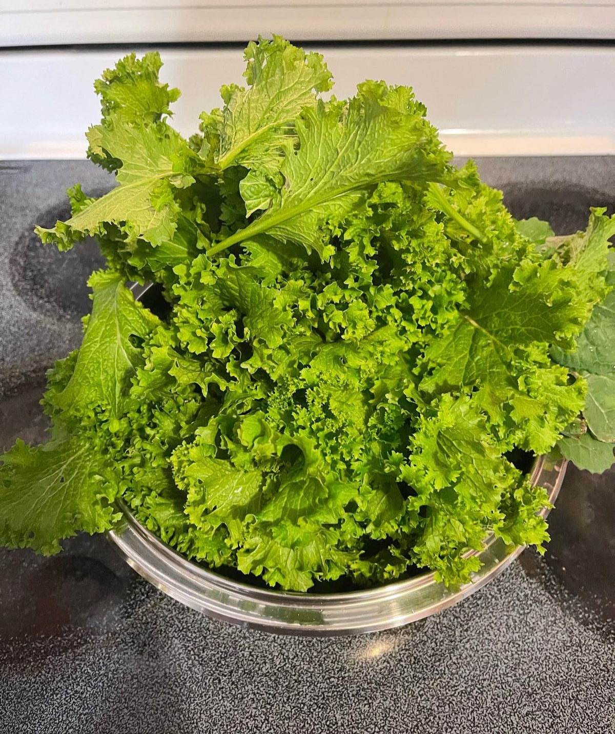 Harvested curly mustard greens in a metal bowl.
