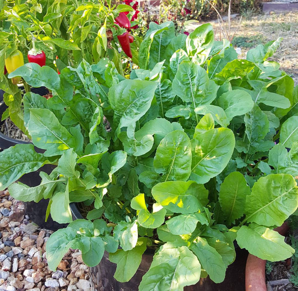 Astro arugula with broad green leaves growing in a garden bed — from BlackOwnedSeeds.com.