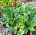 Astro arugula with broad green leaves growing in a garden bed — from BlackOwnedSeeds.com.