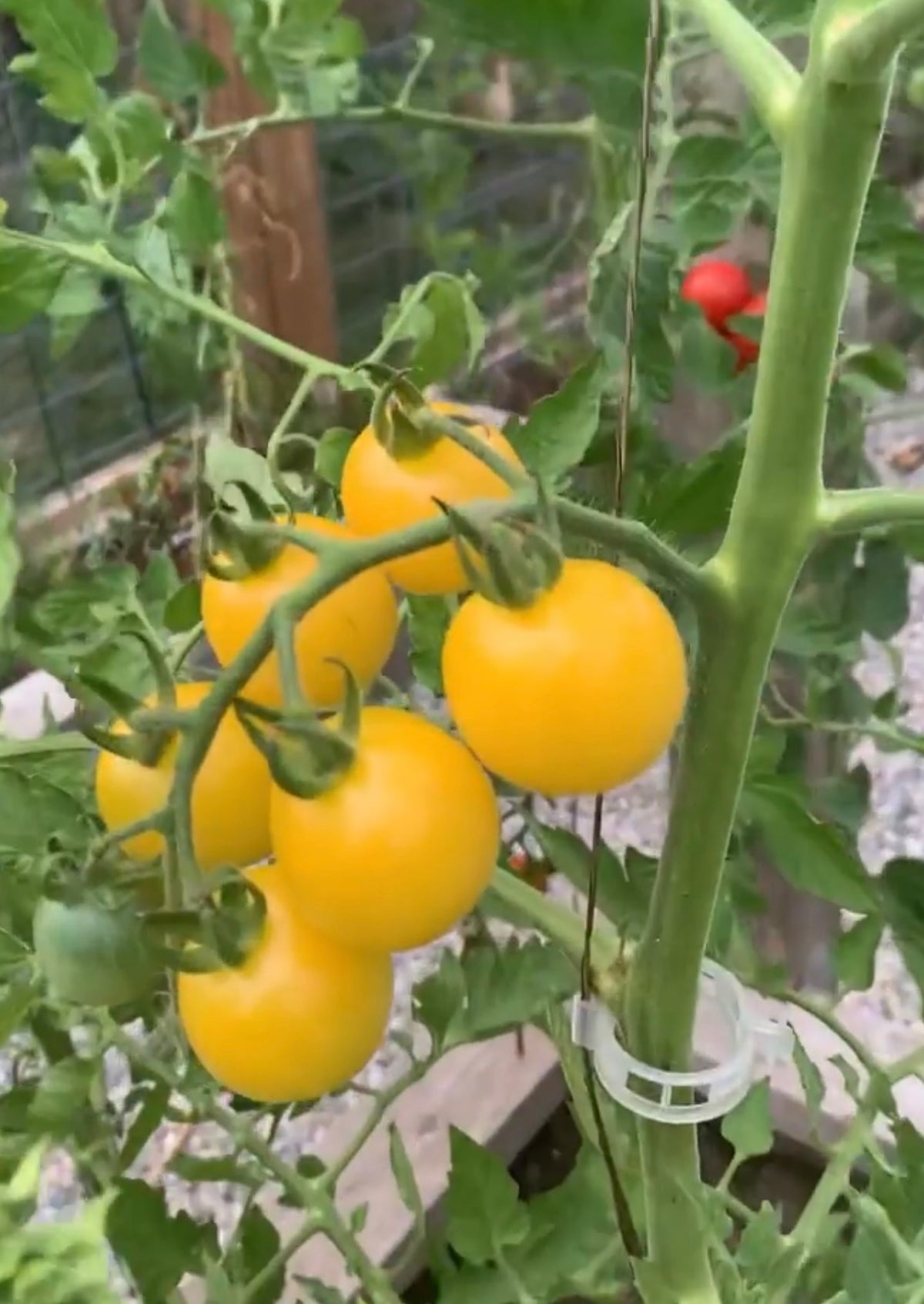 A cluster of golden-yellow cherry tomatoes hanging from the vine.