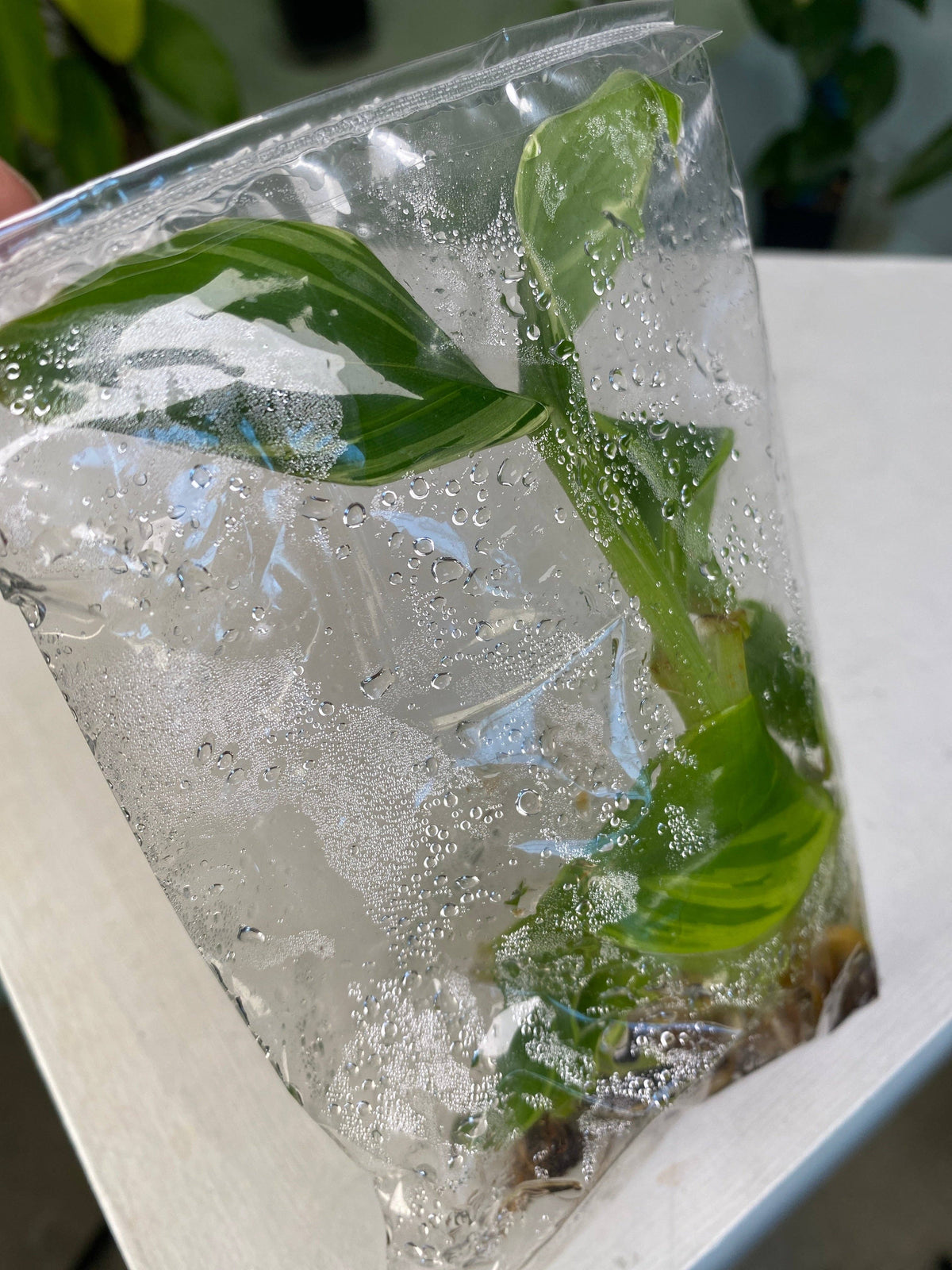 A small green plant enclosed in clear packaging covered with condensation.