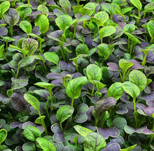 Load image into Gallery viewer, Pak Choi Red Tatsoi Cabbage Seeds - Plant and Heal
