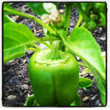 Cargar imagen en el visor de la galería, Sweet California Wonder 300 TMR Bell Pepper Seeds - Plant and Heal
