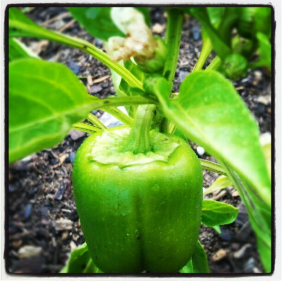 california wonder 300 tmr sweet pepper garden seeds California Wonder (Improved) 300 TMR Sweet Bell Pepper Seeds