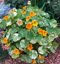 Alaska nasturtiums with orange and yellow flowers and cream-variegated round leaves — from BlackOwnedSeeds.com.