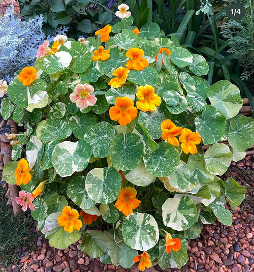 Alaska nasturtiums with orange and yellow flowers and cream-variegated round leaves — from BlackOwnedSeeds.com.
