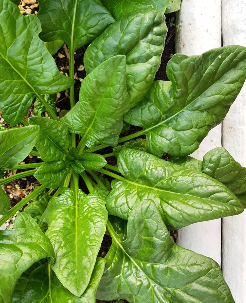A spinach plant with glossy green leaves growing beside a white garden border.