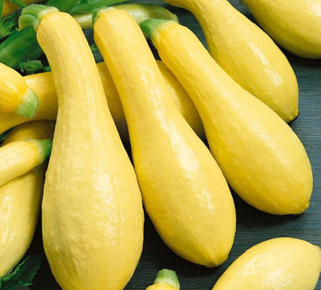 A pile of smooth yellow straightneck squash.