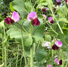 Load image into Gallery viewer, Purple Magnolia Snap Pea Seeds
